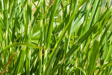 Miscanthus sinensis detail of leaves by the lake