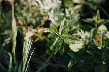 Autumn withered grass closeup with blurred background