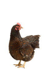 Portrait of a Barnevelder hen chicken, golden laced with black standing full body  isolated on a white background