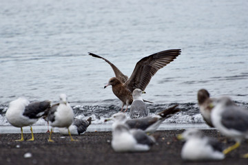 seagulls in flight