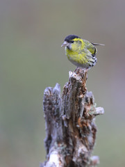 Obraz premium Eurasian Siskin is migratory bird
