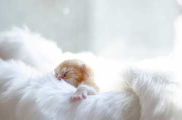 Cute orange kitten sleeping on a white cloth.Do not focus on the main object of this image.