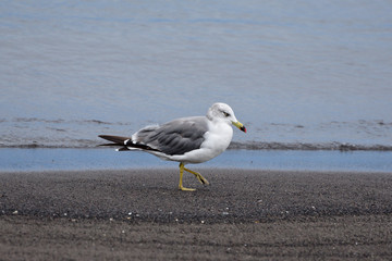 seagull on the beach