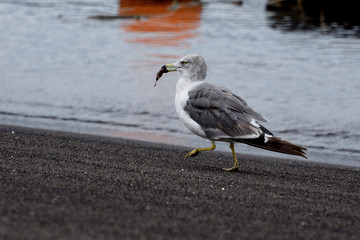 seagull on the beach