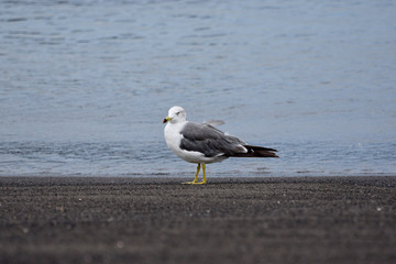 seagull on the beach