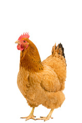 Portrait of a New Hampshire Red hen chicken standing full body isolated on a white background