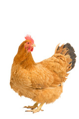 Portrait of a New Hampshire Red hen chicken standing full body isolated on a white background