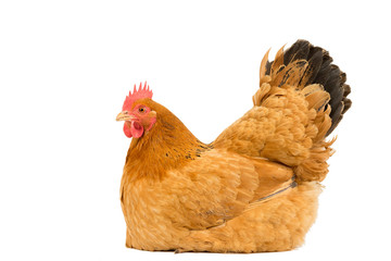 Portrait of a New Hampshire Red hen chicken sitting down breeding full body isolated on a white background