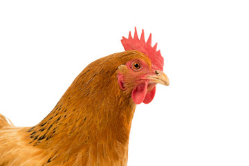 Portrait of the head of a a New Hampshire Red hen chicken isolated on a white background