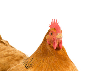 Portrait of the head of a a New Hampshire Red hen chicken isolated on a white background