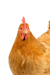 Portrait of the head of a a New Hampshire Red hen chicken isolated on a white background
