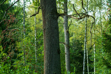 Obraz premium trees in the forest