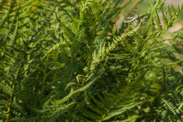 male fern, Dryopteris filix mas, near water