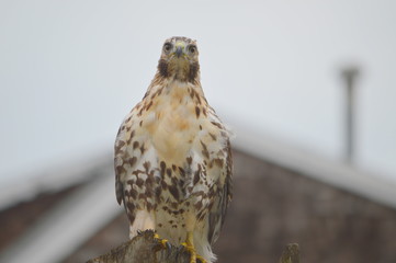 Redtail Hawk