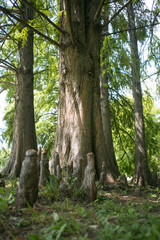 Taxodium tree with roots protruding from the ground
