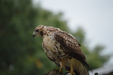 hawk in flight