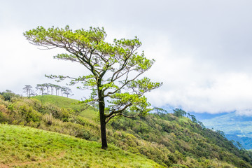 Viewpoint and green fields in the rainy season cover by fog at Doi Luang Tak, Tak Province,Thailand.