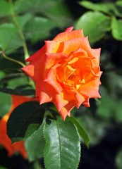 Bright,orange,beautiful rose in the garden
