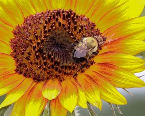 Beautiful closeup of a bee on a sunflower in full bloom