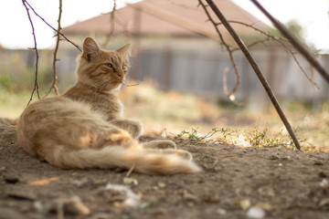 A tortured ginger cat is resting under a tree. The pet guards its territory. Home farm. Village...