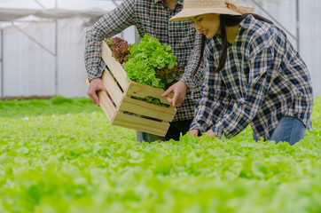 young asian couple farmer harvesting fresh green oak lettuce salad, organic hydroponic vegetable in greenhouse garden nursery farm, agriculture business, organic vegetable farm, healthy food concept