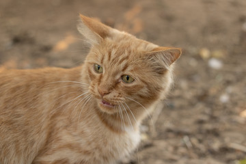 Angry red ginger cat shows teeth. Dissatisfied pet. Meows and growls. Farm Life Village