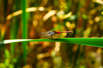 A dragonfly sits on a sheet of reeds hiding behind its wings.