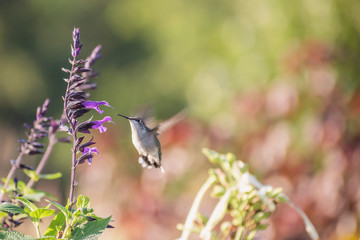 Portrait of a hummingbird on a sunny day with backlight 