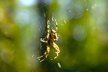 Spider - A Cross (Araneus diadematus) in a cobweb macro view and side view. General plan of a spider in a natural environment.