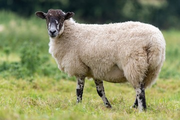 Naklejka premium A close up photo of a Sheep in a field 