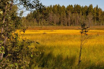 Yellow-green bright grass in the swamp, reserve 