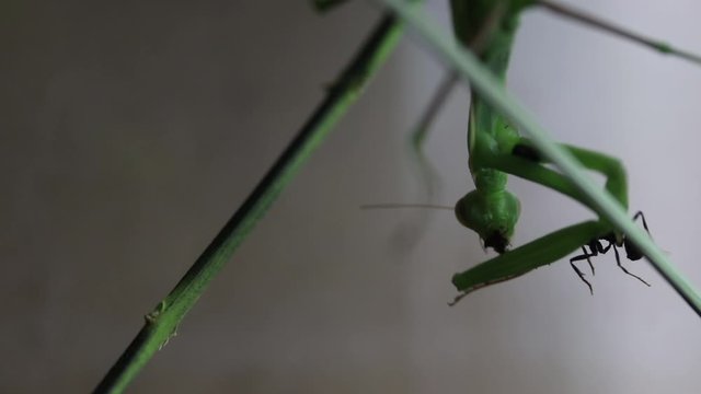 Una Mantide Religiosa a caccia delle sue prede