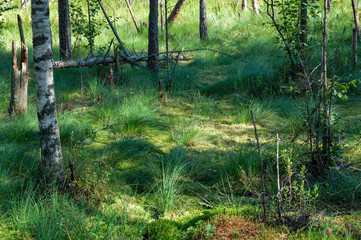 Bushes of grass and moss in a swamp on a sunny day,