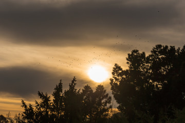 flock of birds against the sunset sky