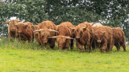 A close up photo of a herd of Highland Cows in a field 