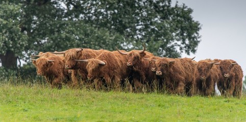 A close up photo of a herd of Highland Cows in a field 