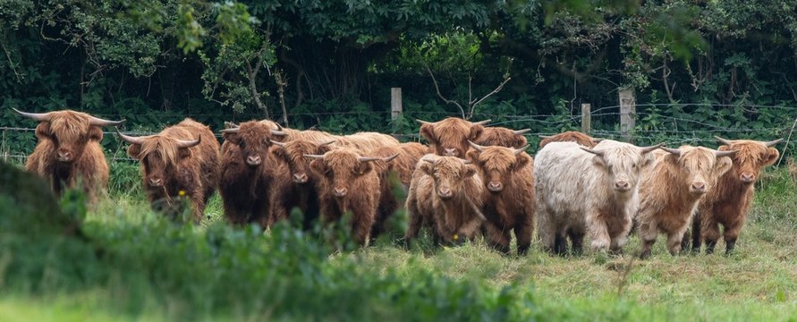 A close up photo of a herd of Highland Cows in a field 