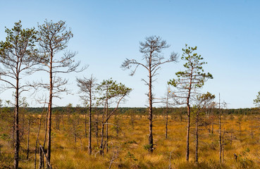 Young trees growing in a swamp, on a sunny day, reserve 