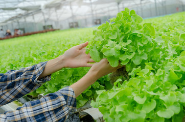 Naklejka na ściany i meble young woman farmer hands checking fresh green oak lettuce salad, organic hydroponic vegetable in greenhouse garden nursery farm, agriculture business, organic vegetable farm and healthy food concept