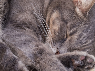 Naklejka na ściany i meble Gray hair cat dreamily asleep sleeping lounging, close-up. Flair, bushy.