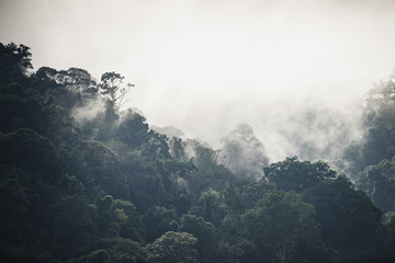 The Trees with fog after raining on the hill in tropical rain forest of Hala Bala wildlife sanctuary. Yala, Thailand.