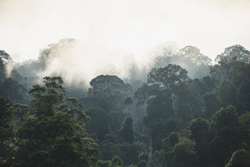 The Trees with fog after raining on the hill in tropical rain forest of Hala Bala wildlife sanctuary. Yala, Thailand.