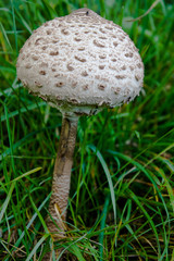 Parasol Pilz auf einer Wiese