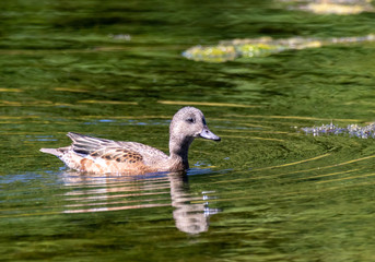 American Wigeon