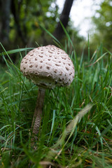 Parasol Pilz auf einer Wiese