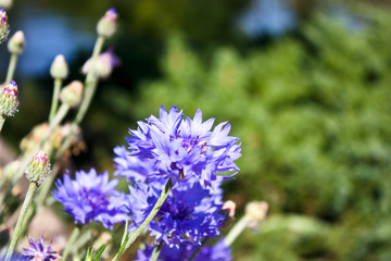 flower Suansiriphum Park Doi Inthanon in  Chiangmai  Thailand