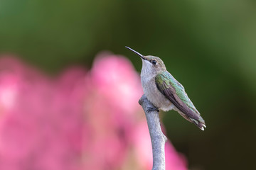 Above the Mandevilla