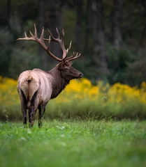 Acrylic prints Moose Bull Elk 