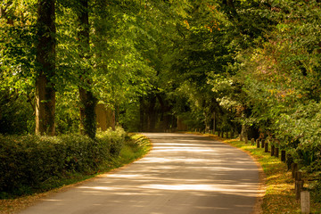 Road through trees early morning