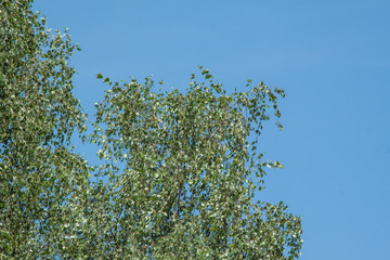 white birch, Betula pendula and blue sky